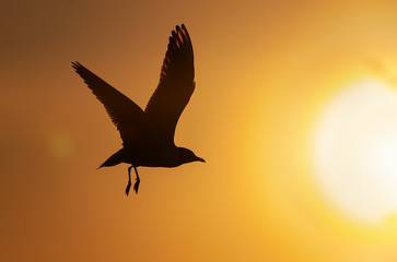 The silhouette of a flying seagull. Red sunset sky background. Dramatic Sunset Sky. The Black-headed Gull Scientific name: Larus ridibundus.