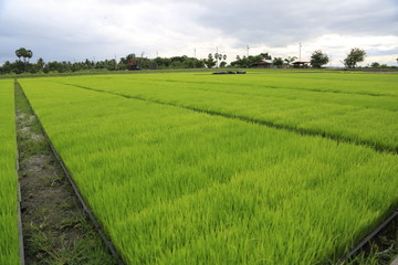ears of wheat in the field