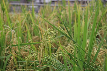 ears of wheat in the field