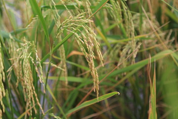 ears of wheat in the field
