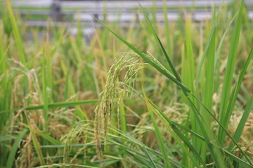 ears of wheat in the field
