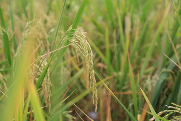 ears of wheat in the field