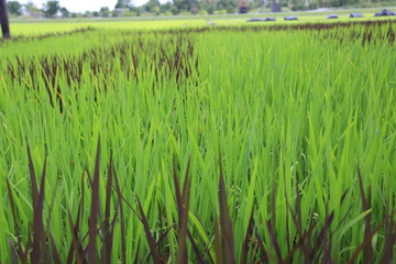 field of green wheat