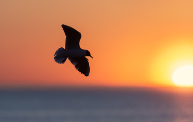 The silhouette of a flying seagull. Red sunset sky background. Dramatic Sunset Sky. The Black-headed Gull Scientific name: Larus ridibundus.