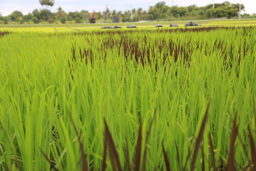 field of green wheat