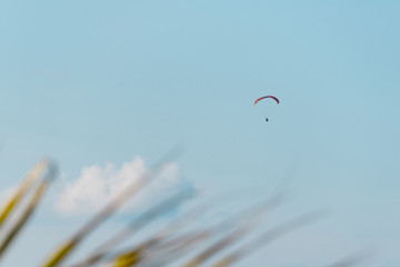 People are flying on paraglider against the background of palm leaves and blue sky