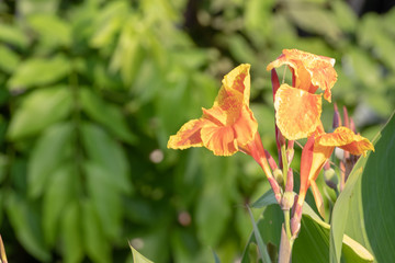  Canna lilly  in the morning