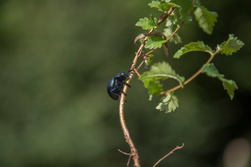 Timarcha tenebricosa