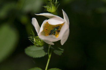 Oedem&egrave;re noble