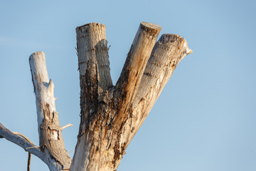 Dry tree branch