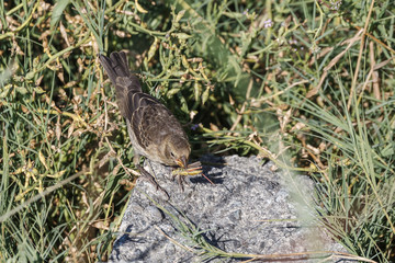 Fototapeta premium female cowbird bird