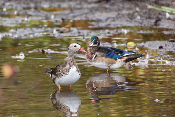Wood duck and mandarin duck