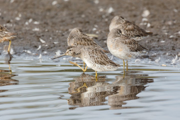 long billed dowitcher