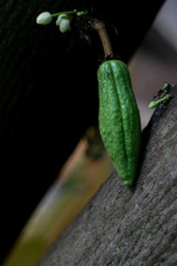 The flower Cacao Close up in garden.