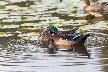 Male Wood duck