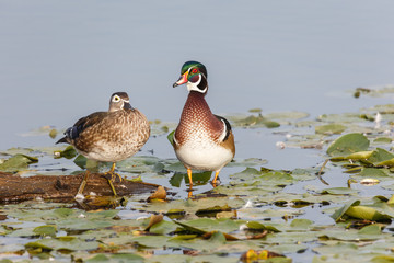 Male Wood duck