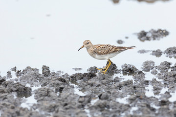 Pectoral Sandpiper bird