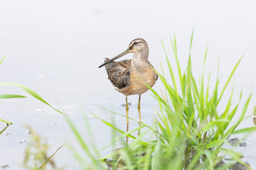 long billed dowitcher
