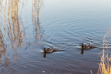 ducks swim for treats to the shore