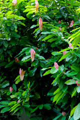 The big tree cacao in garden