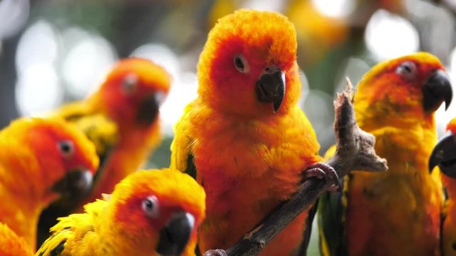 Beautiful Sun Conure birds perching on branch 