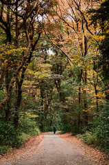 Tourist at small road in lush green forest at Meiji Jingu Shrine park- Tokyo green space