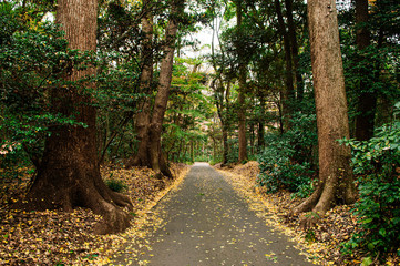 Yellow Ginkgo leaves covered ground and lush green forest at Meiji Jingu Shrine park- Tokyo green space