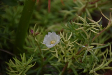 white flower