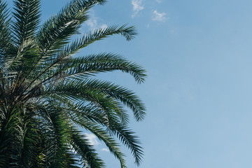 Fototapeta na wymiar Green palm leaves with blue sky 