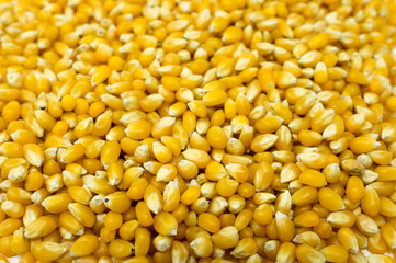 Unpopped popcorn kernel seeds.