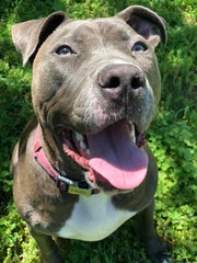 american staffordshire terrier