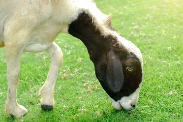 Close up portrait of cute young black and white goat eating grass in the farm