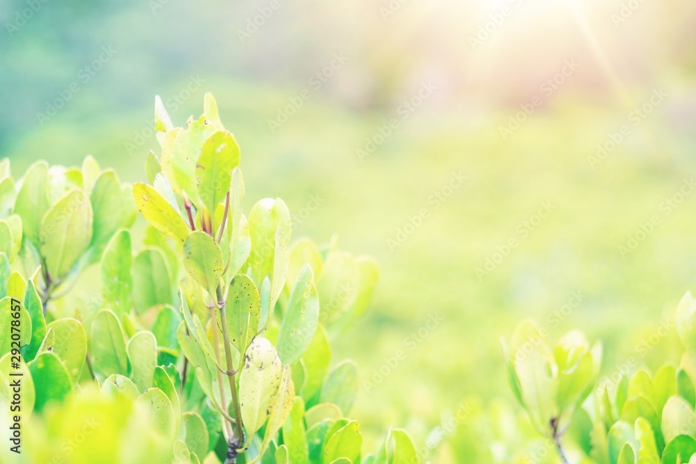 Wall mural fresh green leaves in the nature tropical rainforest on blurred background thailand with sunlight. e