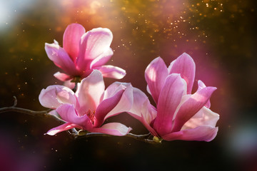  Pink magnolia flowers blossom         (Magnolia liliiflora)  © Liudmila Dmitrieva