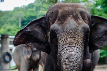 Fototapeta na wymiar Portrait Giant elephant with big ears looking at camera in Thailand.