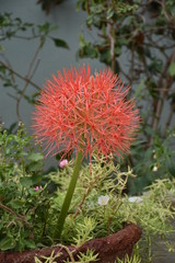 red flower in the garden