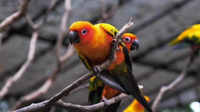 Beautiful Sun Conure birds perching on branch 
