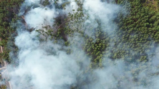 Aerial view of wildfire in forest. Burning forest and huge clouds of smoke.