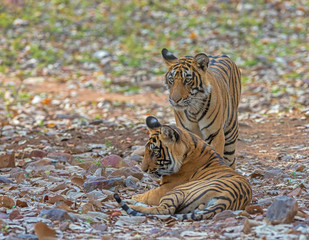 Two tigers, Panthera tigris at Ranthambhore in Rajasthan, India