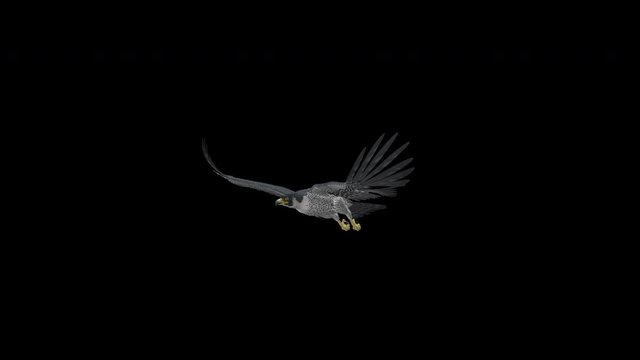 Peregrine Falcon bird of prey flying in loop with alpha channel. Left angle close-up. Realistic 3D animation isolated on transparent background.