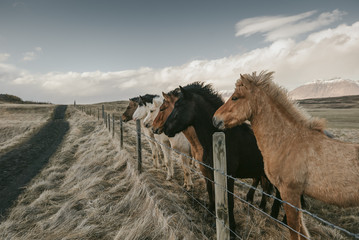 herd of horses