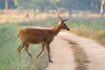 Barahsingha also called swamp deer crossing forest trail at Kanha in Madhyapradesh, India