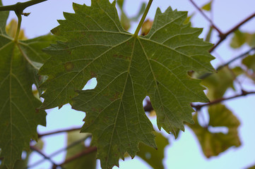 Hinter der Blätter Flaum in der Himmel schauen.