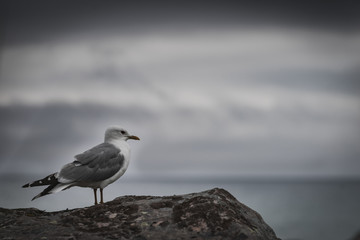 Seagull on sea fjord shore