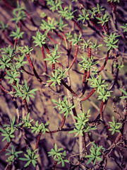 Close up of tiny branches with leaves