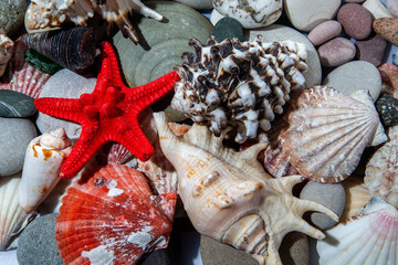 background of sea shells, stars and stones