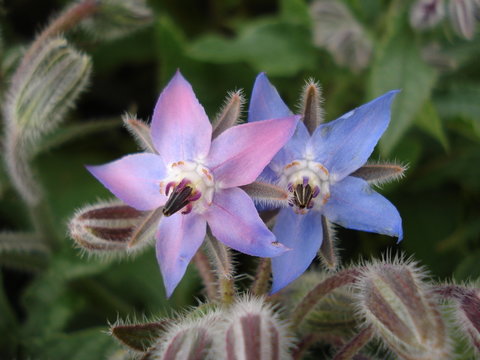 Pink and blue Borage flowers. Borago officinalis.