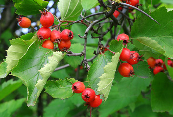 hawthorn berries