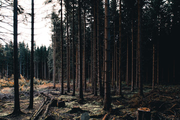 The spruce will serve as Timberland for the production of wood