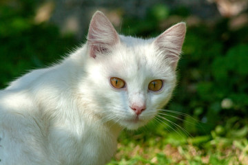 cat with yellow eyes
